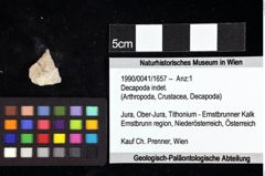 Foto (Objket + Etiketten) von Brachyura indet. 